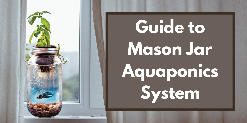 Guide to Mason Jar Aquaponics