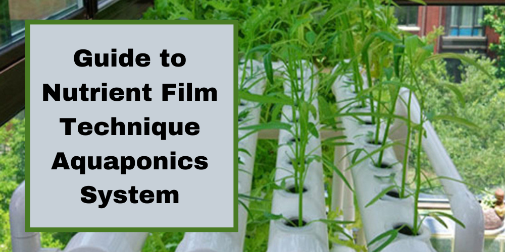NFT in Aquaponics