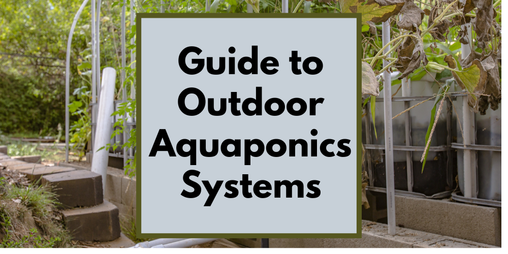Guide to Outdoor Aquaponics Systems