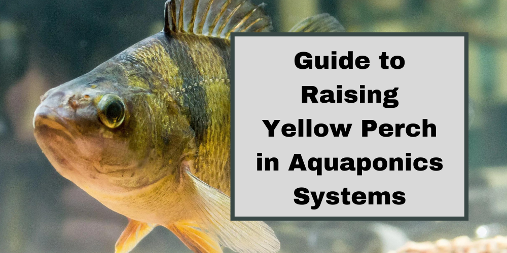 Guide to Raising Yellow Perch in Aquaponics Systems