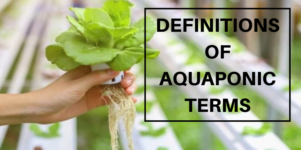 Lettuce in NFT System of Aquaponics
