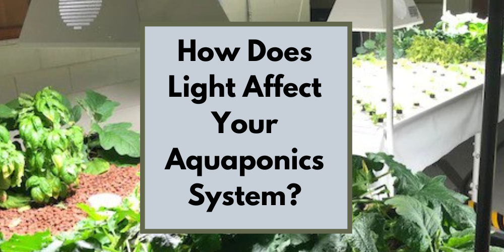 How Does Light Affect Your Aquaponics System?