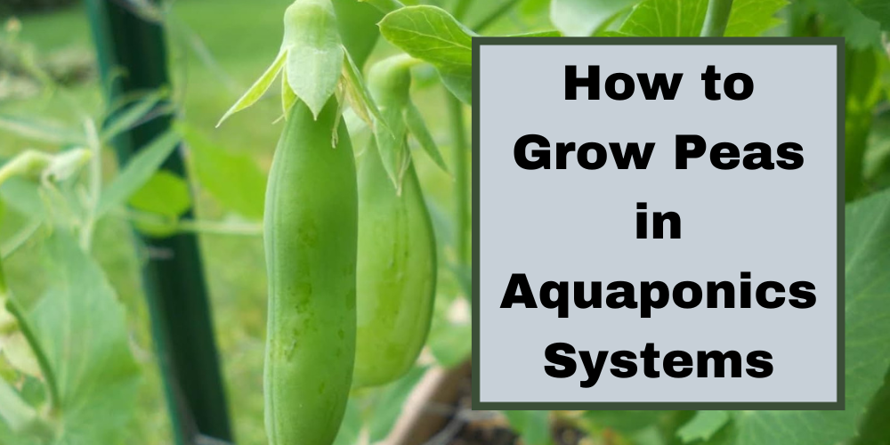 How To Grow Peas in Aquaponics Systems