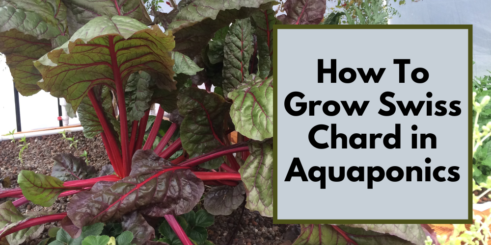 How to Grow Swiss Chard in Aquaponics