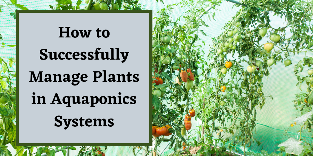 How to Successfully Manage Plants in Aquaponics Systems