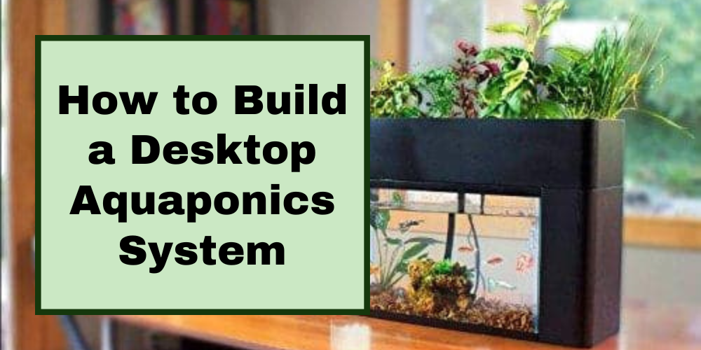 How to Build a Desktop Aquaponics System Go Green Aquaponics