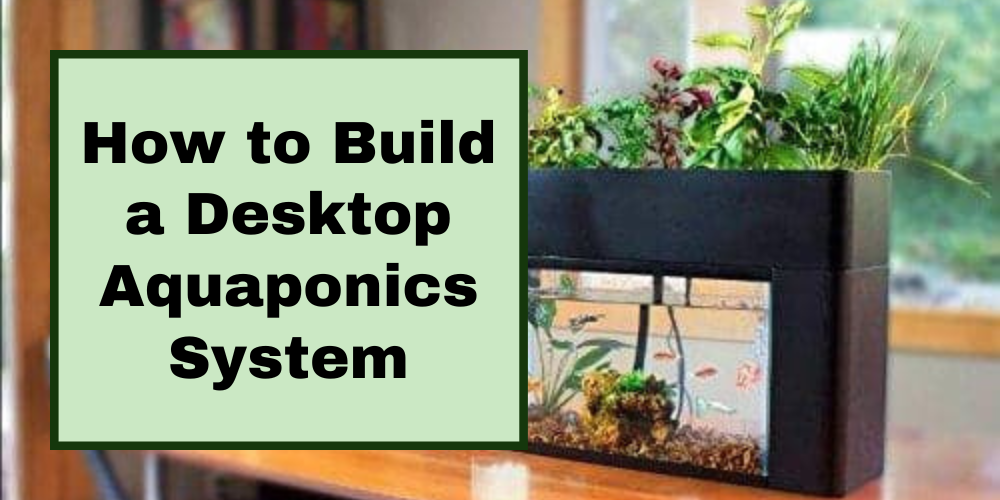 How to Build a Desktop Aquaponics System