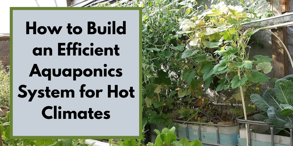 How to Build an Efficient Aquaponics System for Hot Climates