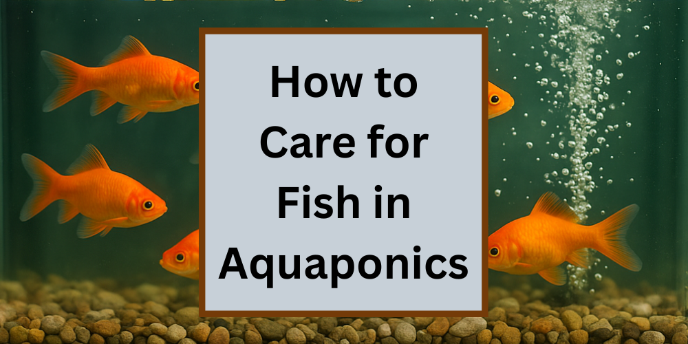 How to Care for Fish in Aquaponics