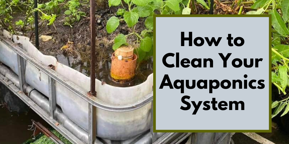 The Fish to Plant Ratio in Aquaponics Go Green Aquaponics