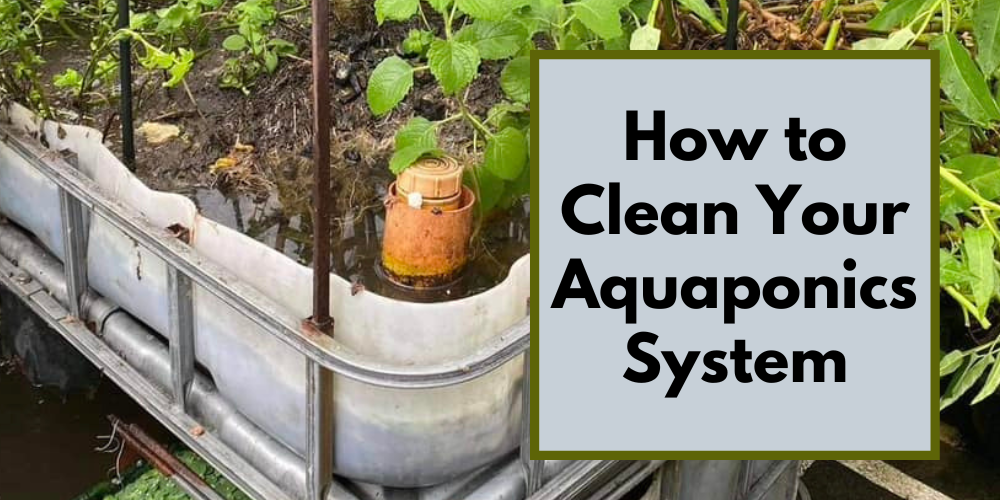 How to Clean Your Aquaponics System