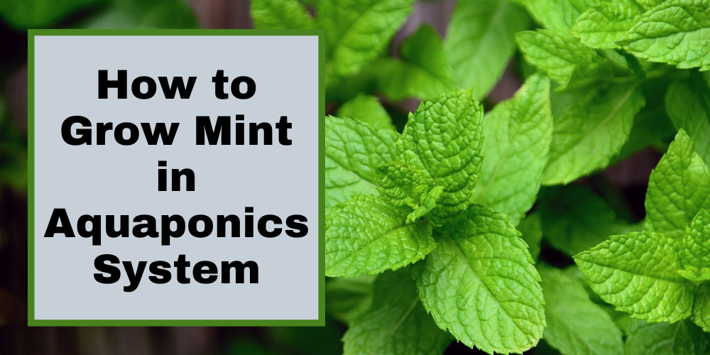How to Grow Mint in Aquaponics System
