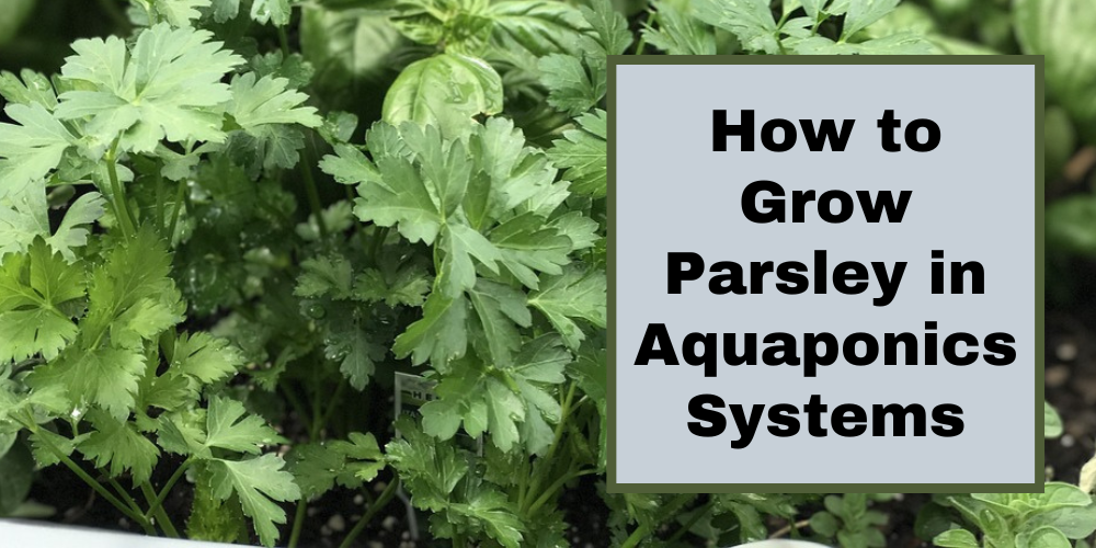 How to Grow Parsley in Aquaponics Systems