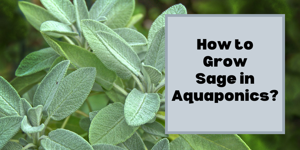 How to Grow Sage in Aquaponics