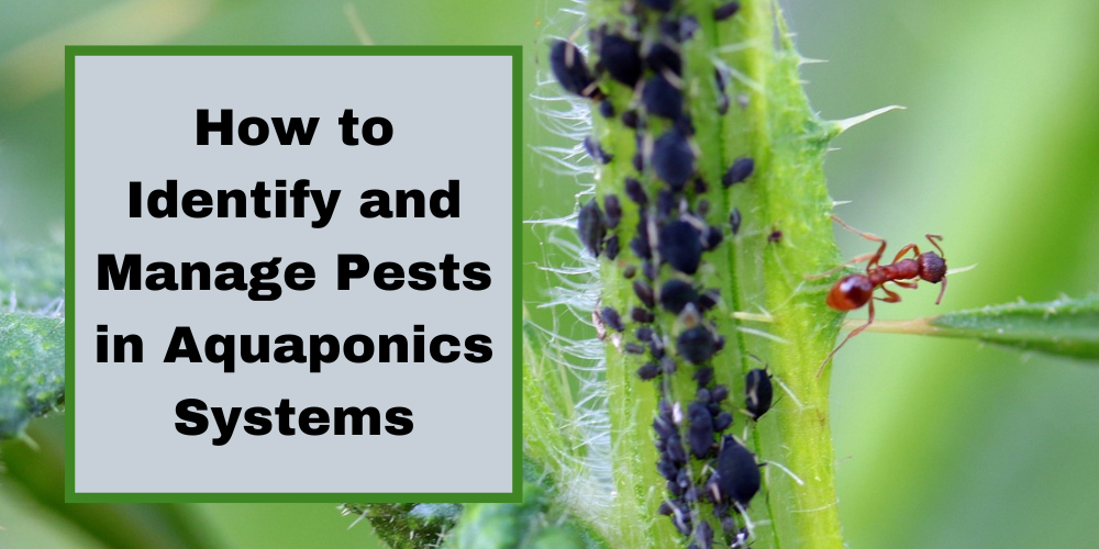 How to Identify and Manage Pests in Aquaponics Systems