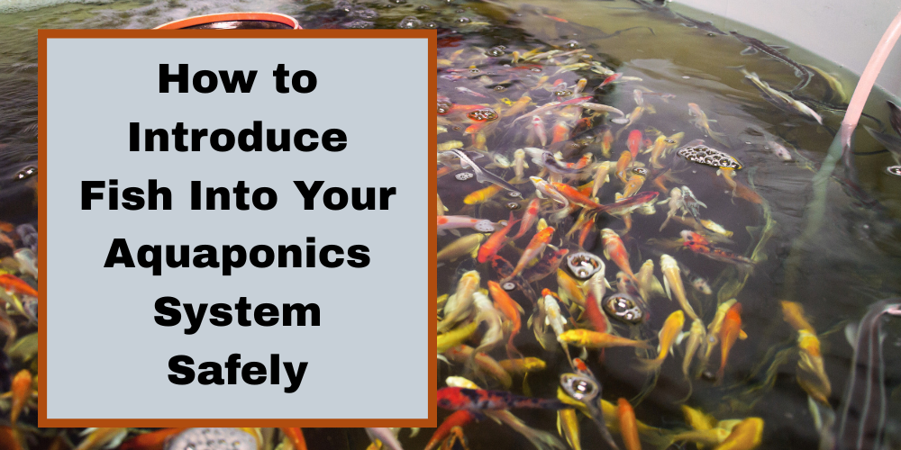 How to Introduce Fish into Your Aquaponics System Safely