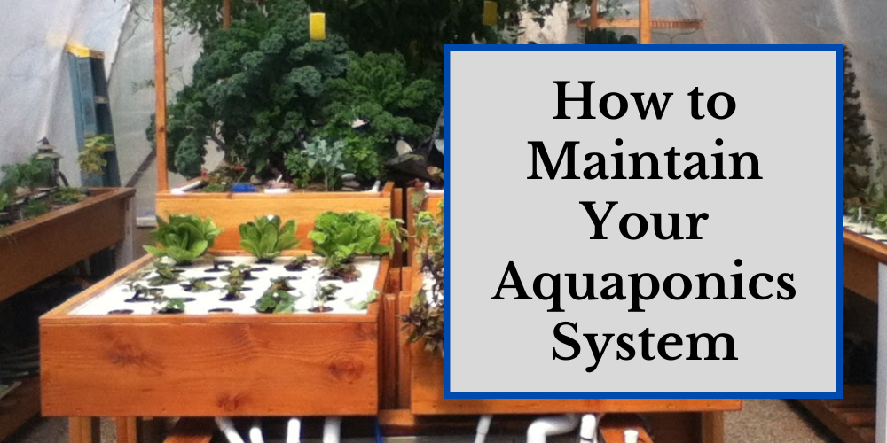 How to Maintain Your Aquaponics System