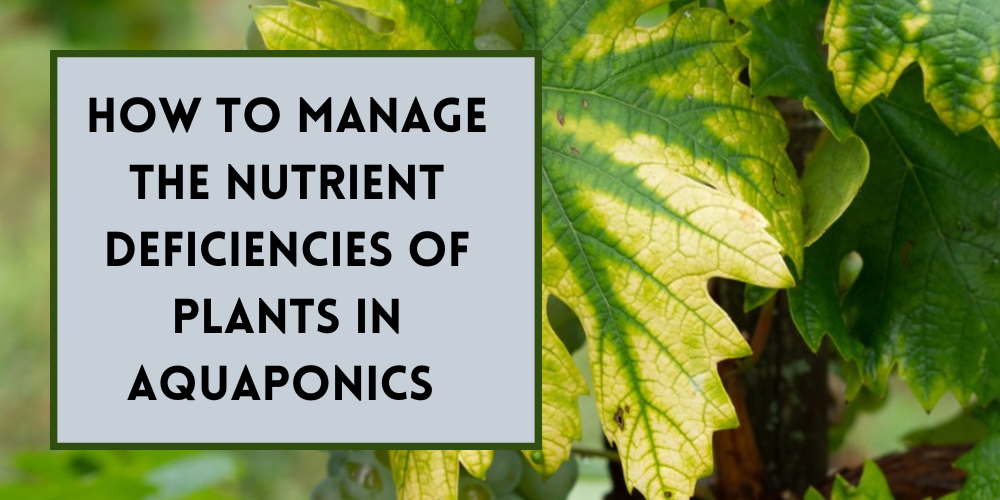 How to Manage Plant Nutrient Deficiency in Aquaponics