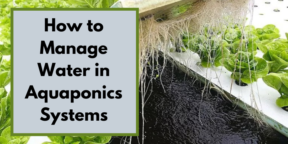 How To Manage Water In Aquaponics Systems