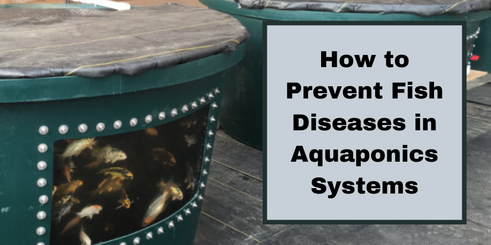 How to Prevent Fish Diseases in Aquaponics Systems