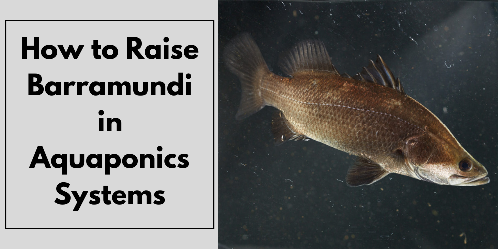 How to Raise Barramundi in Aquaponics Systems