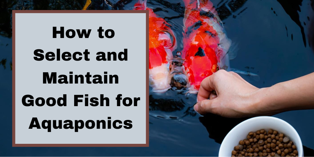 How to Select and Maintain Good Fish for Aquaponics