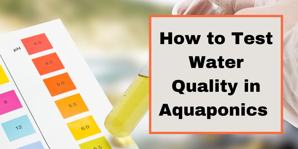 How to Test Water Quality in Aquaponics