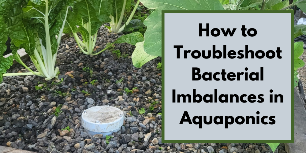 How to Troubleshoot Bacterial Imbalances in Aquaponics
