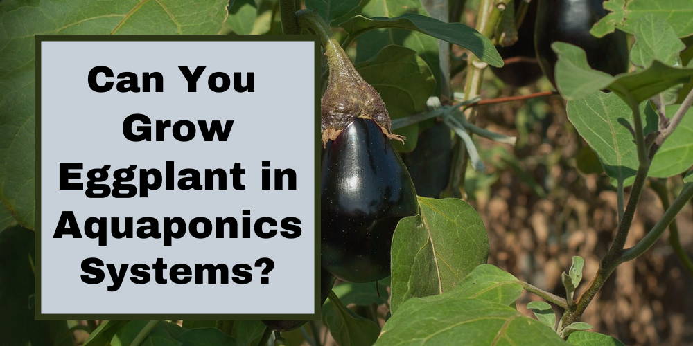 Can You Grow Eggplant in Aquaponics Systems?