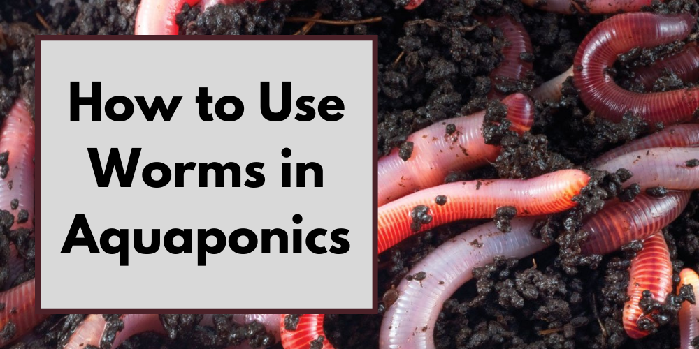 How to Use Worms in Aquaponics