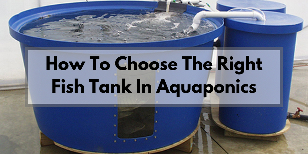 How to Choose the Right Fish Tank for Aquaponics - Go Green Aquaponics