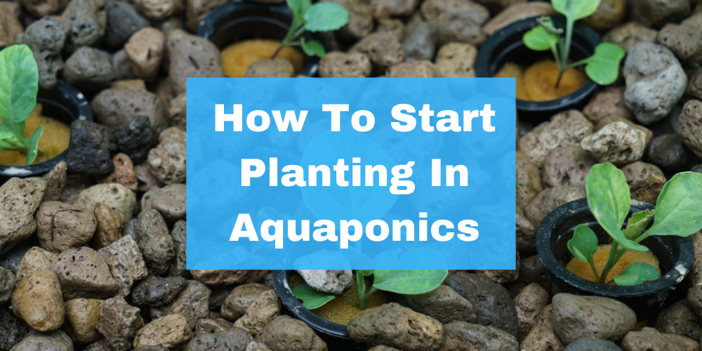 How to start planting in aquaponics