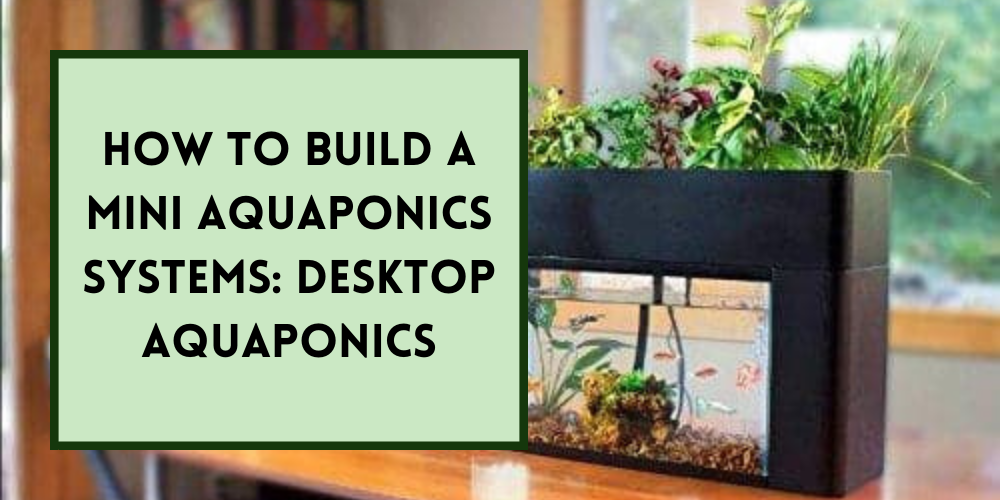 How to Build a Mini Aquaponics Systems: Desktop Aquaponics
