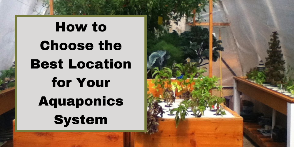 How to Choose the Best Location for Your Aquaponics System