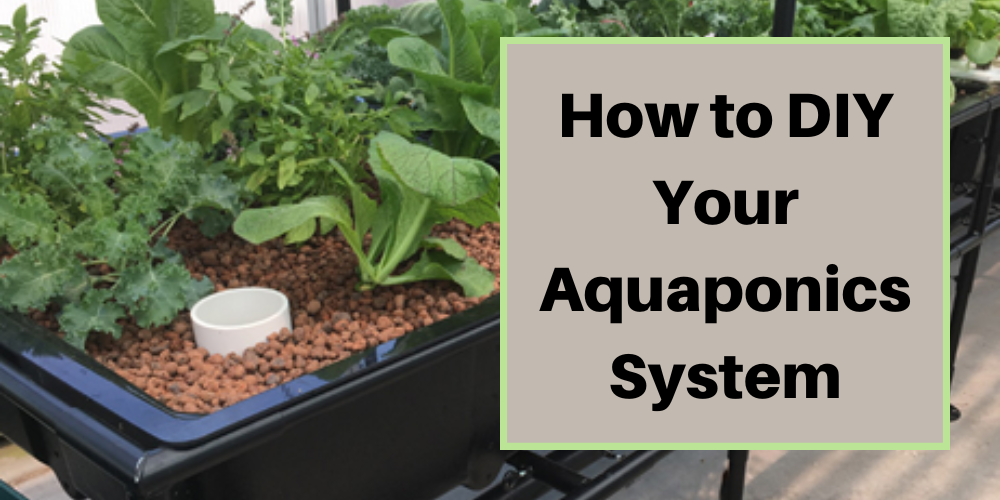 How to DIY Your Aquaponics System