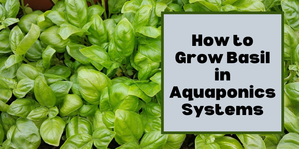 How to Grow Basil in Aquaponics Systems