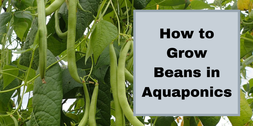 How to Grow Beans In Aquaponics