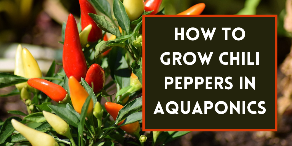 How to Grow Chili Peppers in Aquaponics