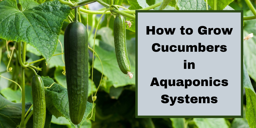 How to Grow Cucumbers in Aquaponics Systems