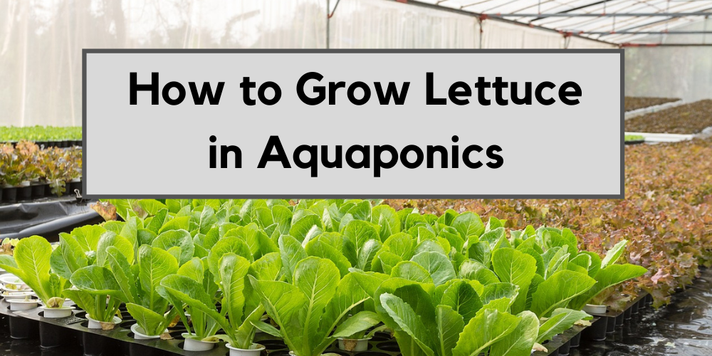 How to Grow Lettuce in Aquaponics