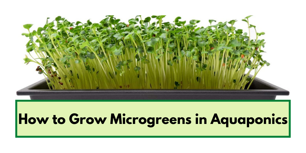 How to Grow Microgreens in Aquaponics