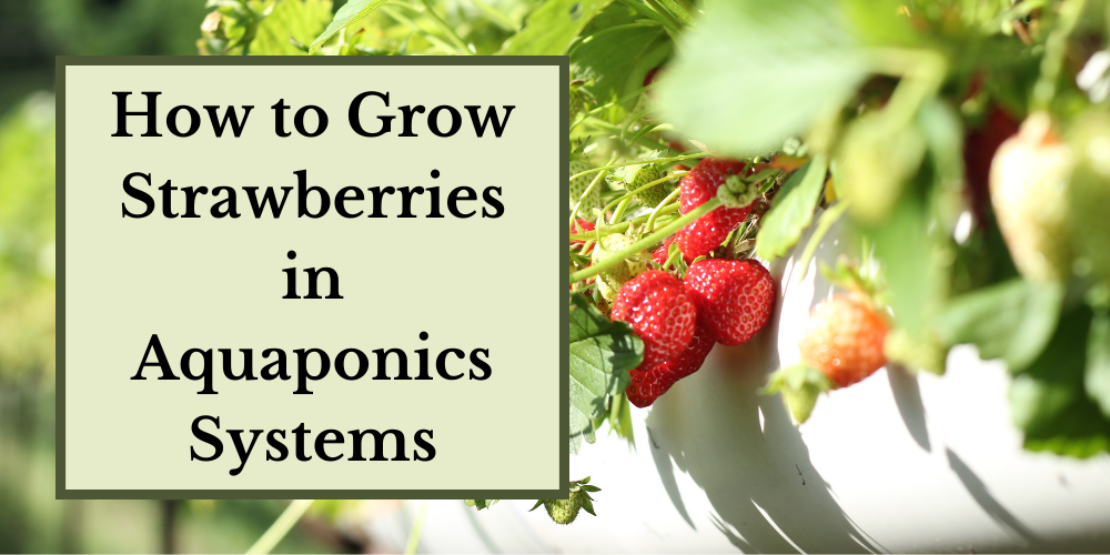What is a Media Based Aquaponics System? | Go Green Aquaponics