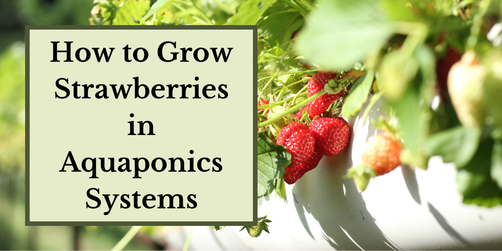 How to Grow Strawberry in Aquaponics Systems