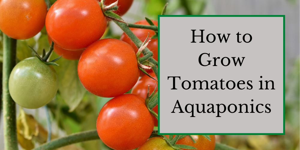 How to Grow Tomatoes in Aquaponics