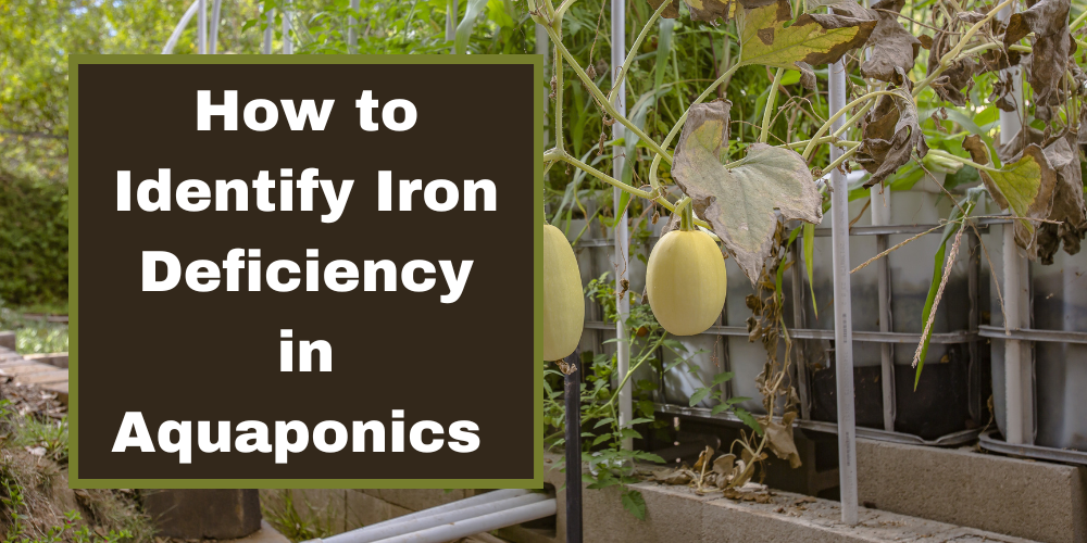 How to Identify Iron Deficiency in Aquaponics 