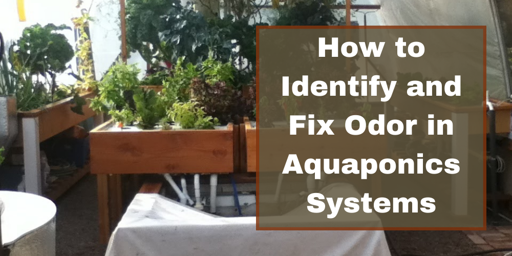 How to Identify and Fix Odor in Aquaponics Systems