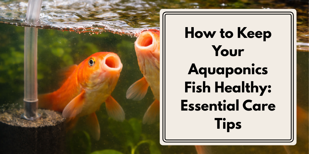 How to Keep Your Aquaponics Fish Healthy: Essential Care Tips