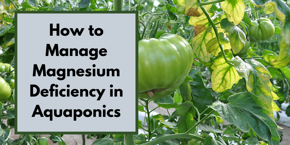 How to Manage Magnesium Deficiency in Aquaponics