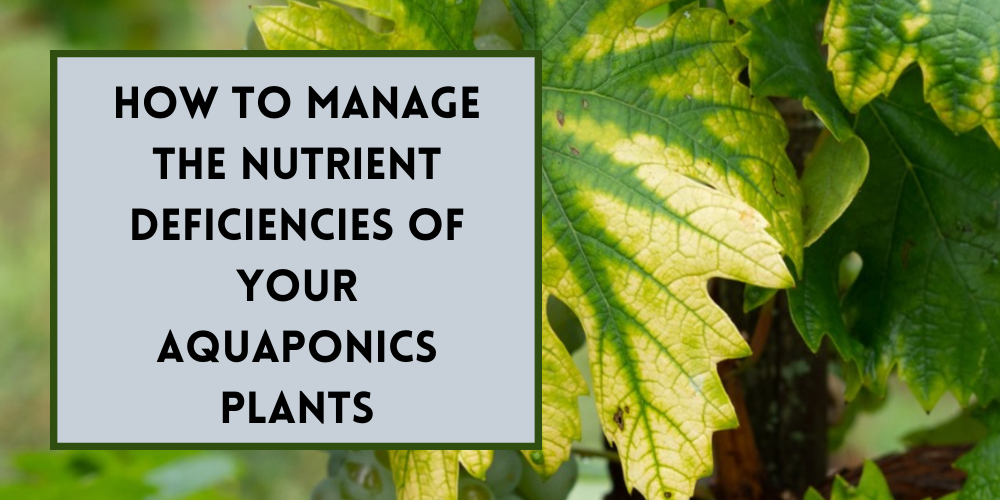 How to Manage Plant Nutrient Deficiency in Aquaponics