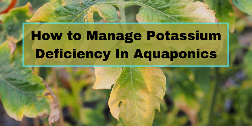 How to Manage Potassium Deficiency In Aquaponics
